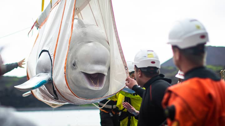 Two Beluga Whales Transported From Chinese Aquarium To New Open-Water Ocean Refuge