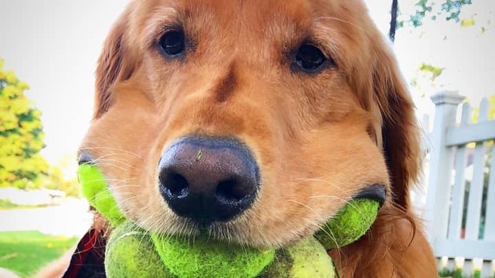 Golden Retriever Makes It Into Guinness World Record Books After Breaking 17-Year Record