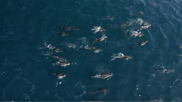 Footage Shows 1,500 Dolphins Playing With Baby Whale And Mother