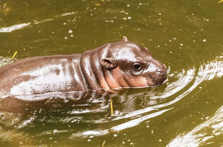 Taronga Zoo Mourns ‘Devastating’ Sudden Death Of Pygmy Hippo Calf