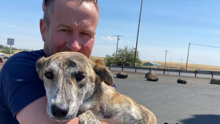 Taliban Blocks Ex-Marine Who Is Rescuing 173 Cats And Dogs From Afghanistan