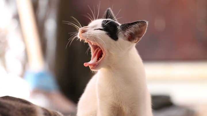 Why Do We Sometimes Yawn When Other People Do? 