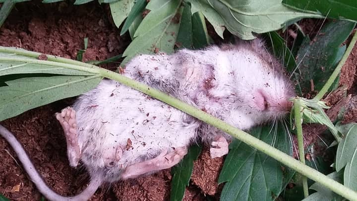 Adorable Mouse 'Passes Out' After Munching On Cannabis Leaves 