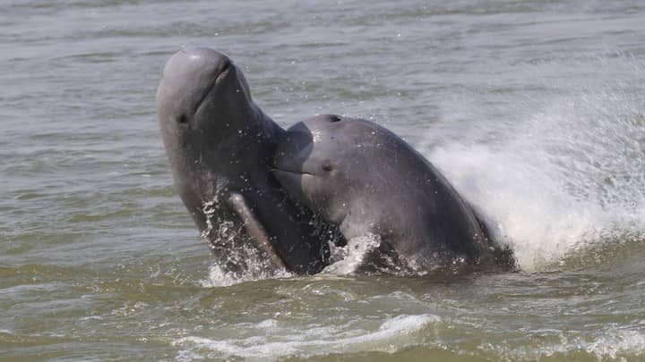 Endangered Irrawaddy Dolphin Is The Cutest Animal You've Never Heard Of