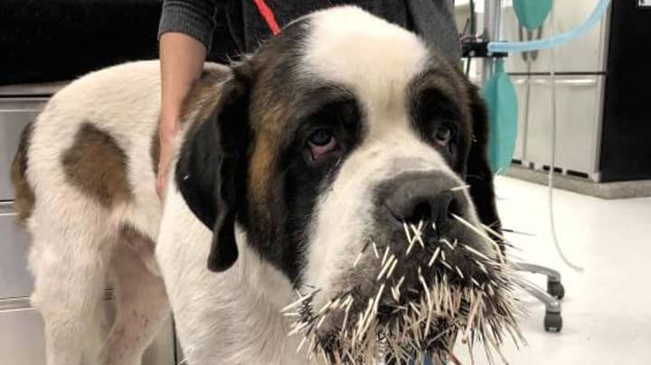St Bernard Tries To Make Friends With A Porcupine, Instantly Regrets It