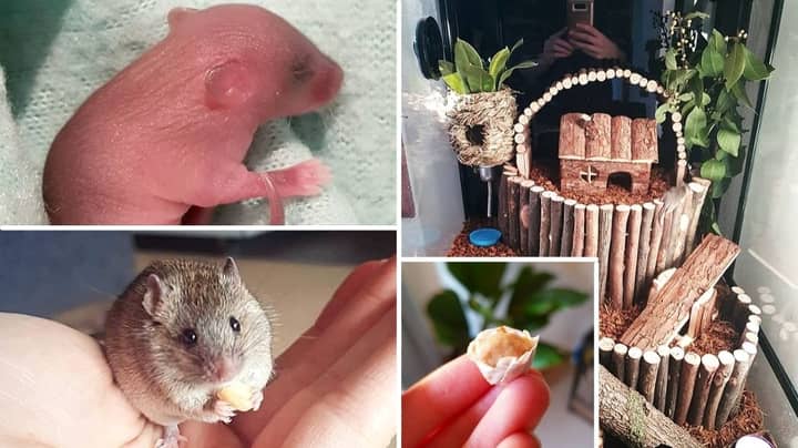 Woman Rescues Baby Mouse And Builds Him A House Complete With Tiny Cupcakes