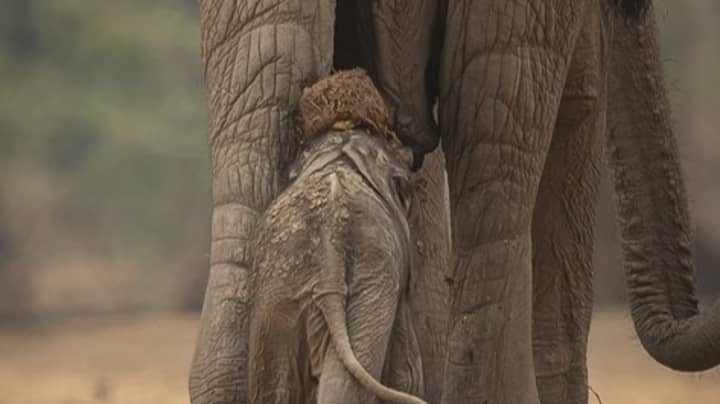 Elephant Calf Picks Wrong Spot To Walk As Mother Poops On Its Head