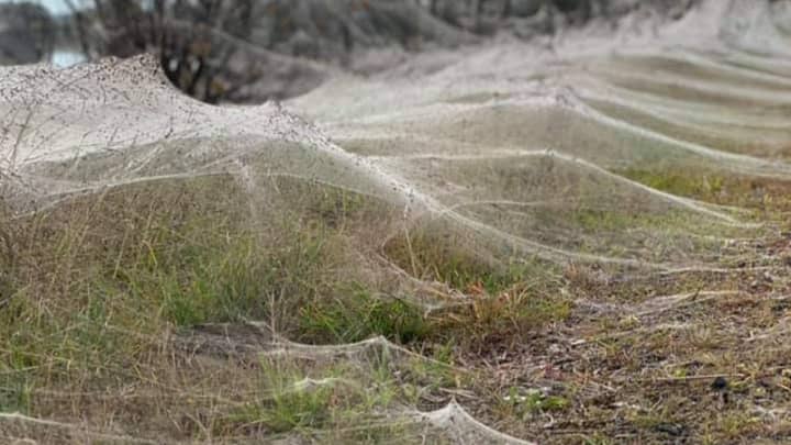 Parts Of Victoria Have Been Invaded By Blankets Of Spiderwebs Following Floods