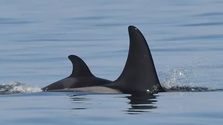 Killer Whale Who Once Carried Dead Calf For 17 Days Has Given Birth Again