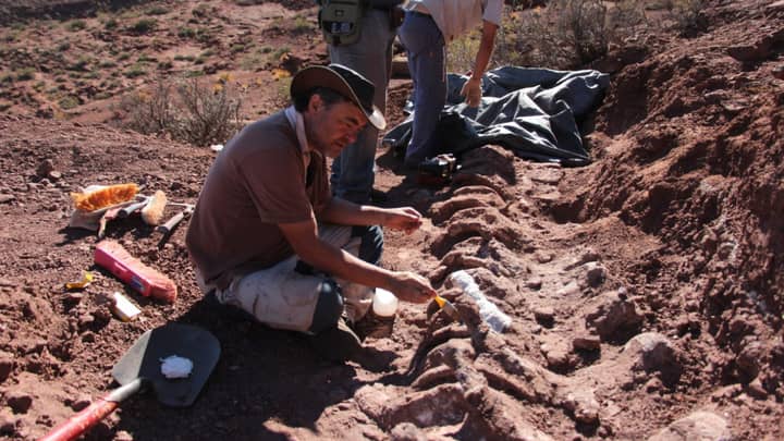 Remains Unearthed In Argentina Could Be From Largest Dinosaur That Ever Lived