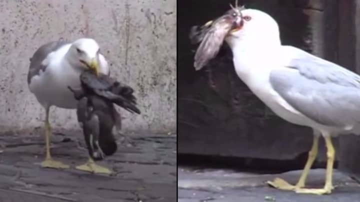 Monster Seagull Swallows Pigeon Whole After Pecking Creature To Death In Horrifying Footage