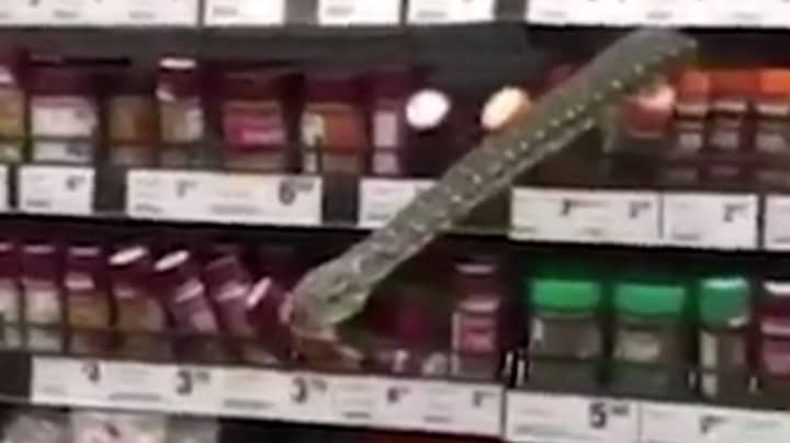 Three Metre Long Snake Discovered In The Spices Aisle At Aussie Woolworths Store
