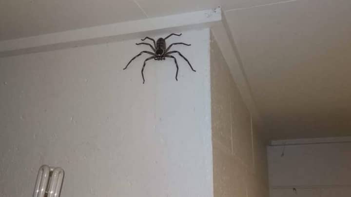 Man Lets Huge Huntsman Spider Live In His House For A Year