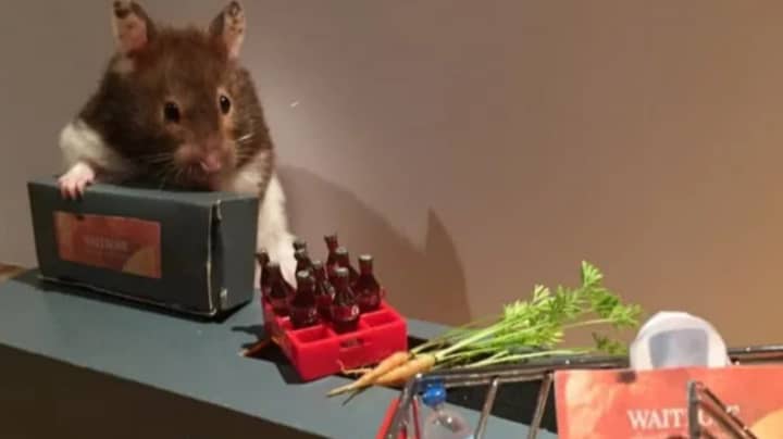 Woman Recreates Lockdown Scenes In Miniature With Her Hamsters