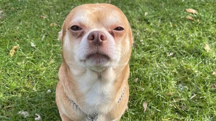 Owner Posts Hilariously Honest Adoption Ad For 'Man-Hating, Children-Hating, Neurotic' Dog
