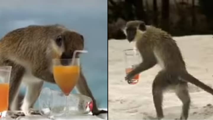 Look What Happens When Monkeys Get Hammered 