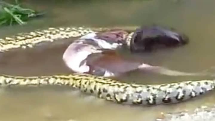 Giant Snake Filmed Throwing Up Whole Cow Ladbible