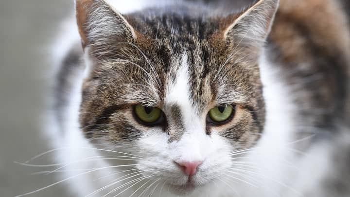 Australian Study Finds Pet Cats Are Highly Efficient Killing Machines
