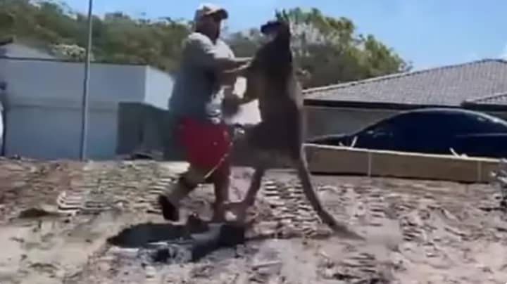 Watch The Moment This Australian Dad Took A Beating From A Kangaroo