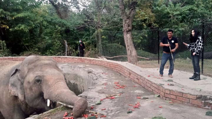 Cher Finally Meets 'World's Loneliest Elephant' After Helping Free Him From Zoo