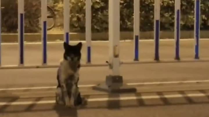Loyal Dog Spends 80 Days Waiting At Spot Owner Died 