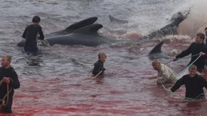 Sea Turns Red As 250 Whales Slaughtered In Faroe Islands As Part Of Annual Ritual