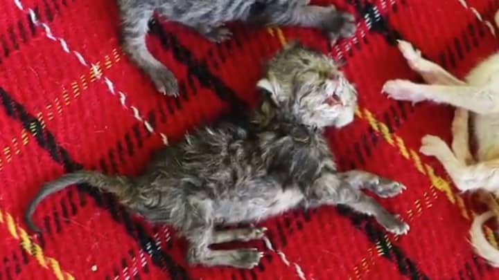 Thai Kitten Born With Two Heads Faces A Fight To Survive 