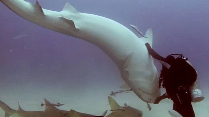The Amazing Moment A Diver Hypnotises A Shark And Flips It Over