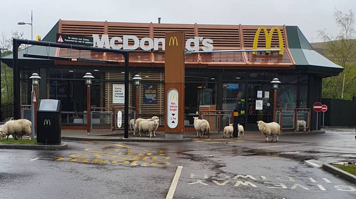 Flock Of Sheep Visit Closed McDonald's Restaurant During Coronavirus Lockdown