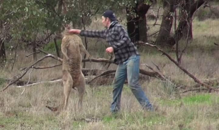Turns Out That Guy Who Punched The Kangaroo Is A Zookeeper 