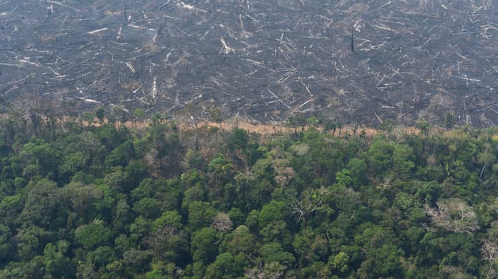 Amazon Rainforest Losing Equivalent To 8.4 Million Football Pitches Named Statistic Of The Decade