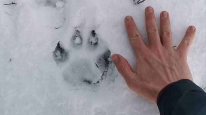 Concerns Mystery Big Cat Is Prowling UK After Huge Paw Prints Appear