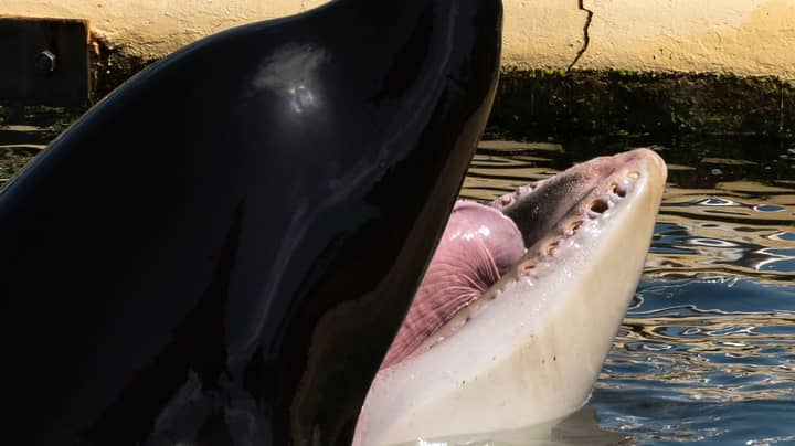 Killer Whale Loses All Its Teeth Gnawing At Enclosure