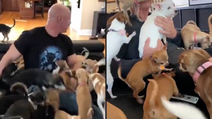 Guy Who Provides Sanctuary For Over 100 Chihuahuas Is Most Loved Man In World