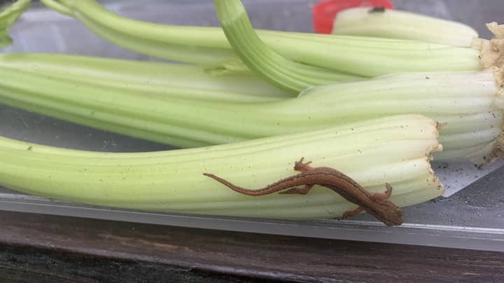 Family Who Found Newt Hiding In Aldi Celery Have Adopted It