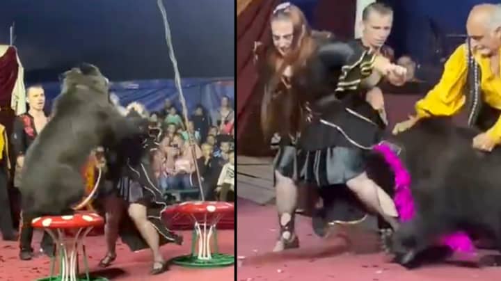 Performing Bear Dressed In Hat And Scarf Goes Wild In Circus And Attacks Trainer 