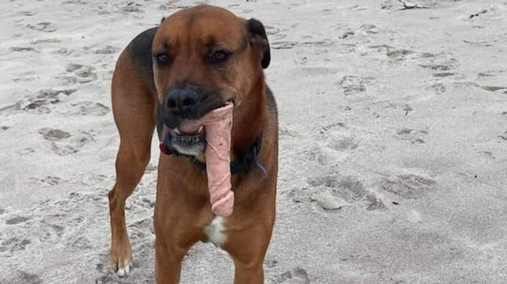 Pet Owner Takes Dog To Human STI Clinic After It Found A Dildo On The Beach