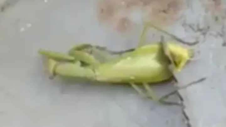 'Alien-Like' Creature Emerges From Corpse Of Praying Mantis