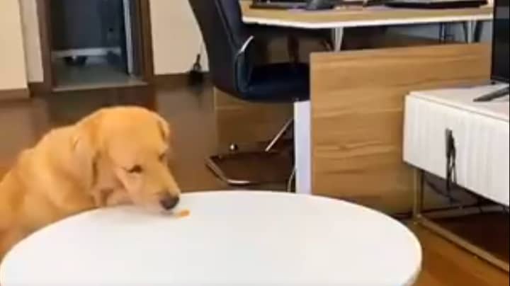 Dog Tricks Owner Into Thinking It's Not Eaten A Treat