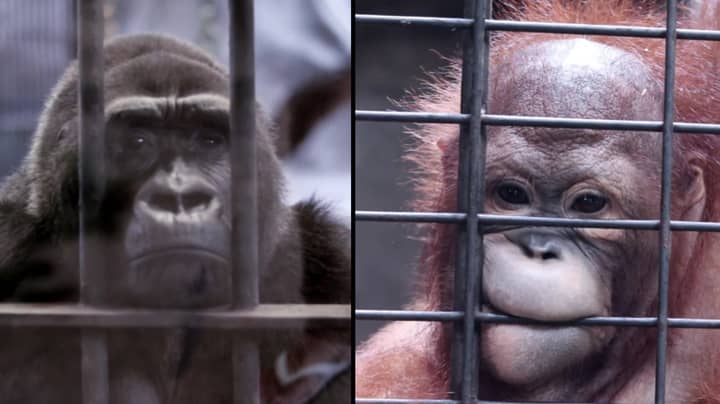 'World's Saddest Zoo' On Highest Floor Of Shopping Centre Causes Public Outrage