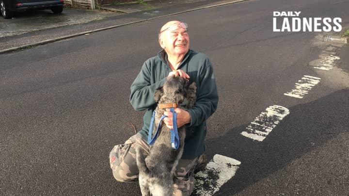 Veteran, 74, Has Walked Dogs Of Elderly And Ill People Every Day For 13 Years 