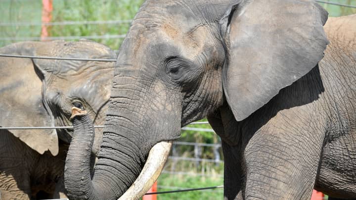 UK Set To Ban Zoos And Safari Parks From Keeping Elephants