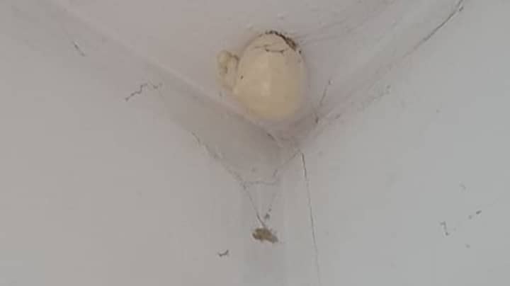 Woman Finds Mysterious 'Egg' In Her Home And People Give Warning
