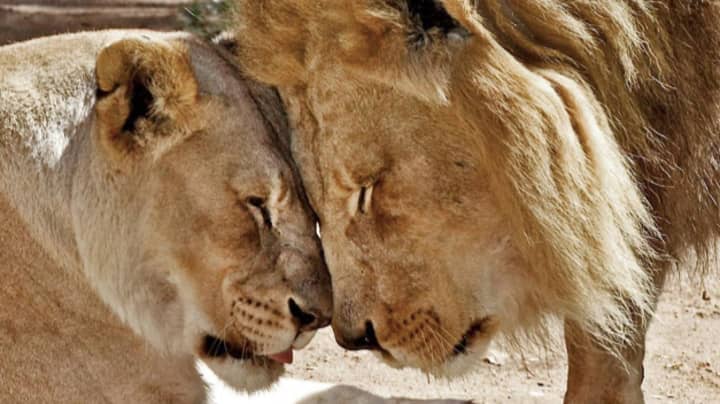 Elderly 'Inseparable' Lions Euthanised Together Aged 21
