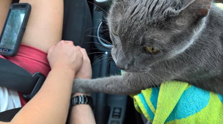 This Cat Holding His Owner's Hand Before Final Vets Visit Brings The Onions Out