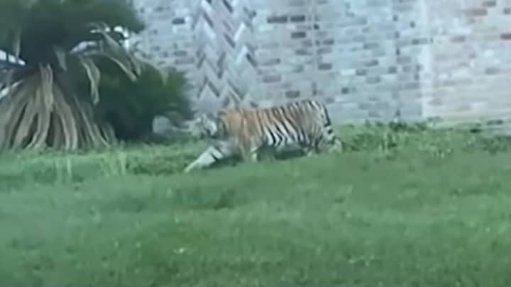 Suspected Murderer Accused Of Leading Police On High-Speed Chase With Tiger 