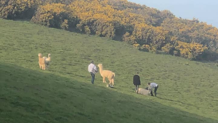 Alpaca Mauled By Dog In Its Field As Owner Flees