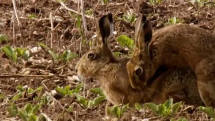 Springwatch Viewers Shocked By 'Hardcore Hare Porn' Before The Watershed 