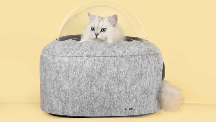 Aussie Company Has Started Selling Adorable And Bougie Cat Chairs