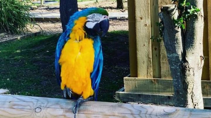 Wildlife Park Removes Parrots From Display After They Start Swearing At Visitors 